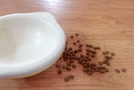 貓咪為何總愛打翻飼料呢？很有可能是這三個原因